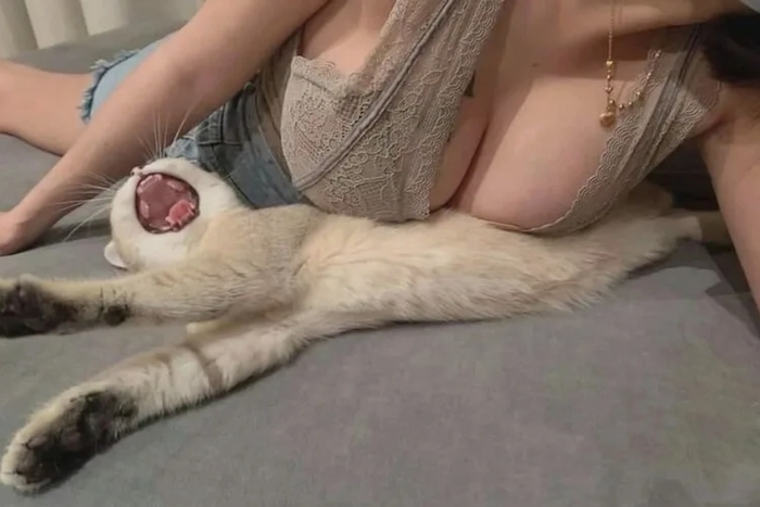F - A - R - A ))) - 18+, Erotic, Humor, Girls, Boobs, cat, Crushed, Heat, NSFW
